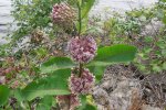 Zijdeplant in bloei (Foto Alex Zorach)