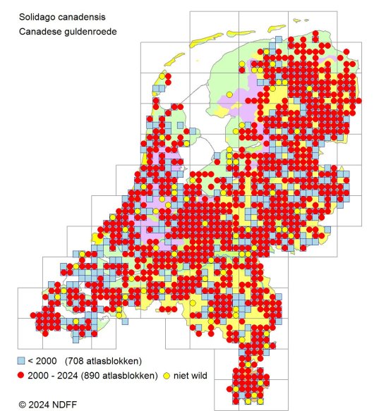 Verspreidingskaart Canadese guldenroede