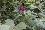 Detail blad kudzu (Pueraria montana var. lobata) (Foto: Miya, Wikimedia Commons, 2005) 